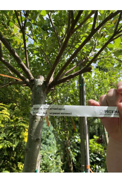 Верба тонкостовбурна Маунт Асо на штамбі в садовому центрі